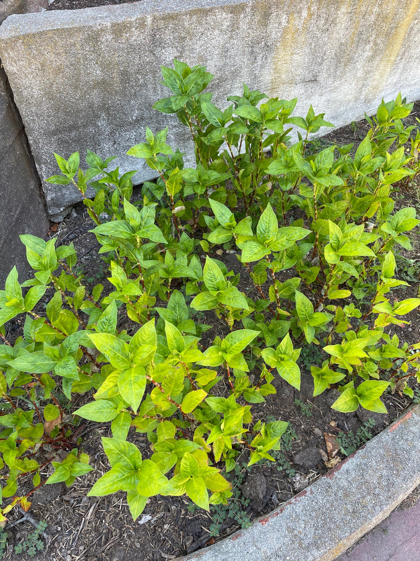 Japanese Indigo seedlings - pick up in Northern California - SOLD OUT