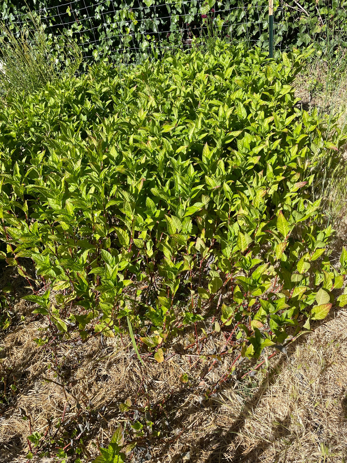 Japanese Indigo seedlings - pick up in Northern California - SOLD OUT