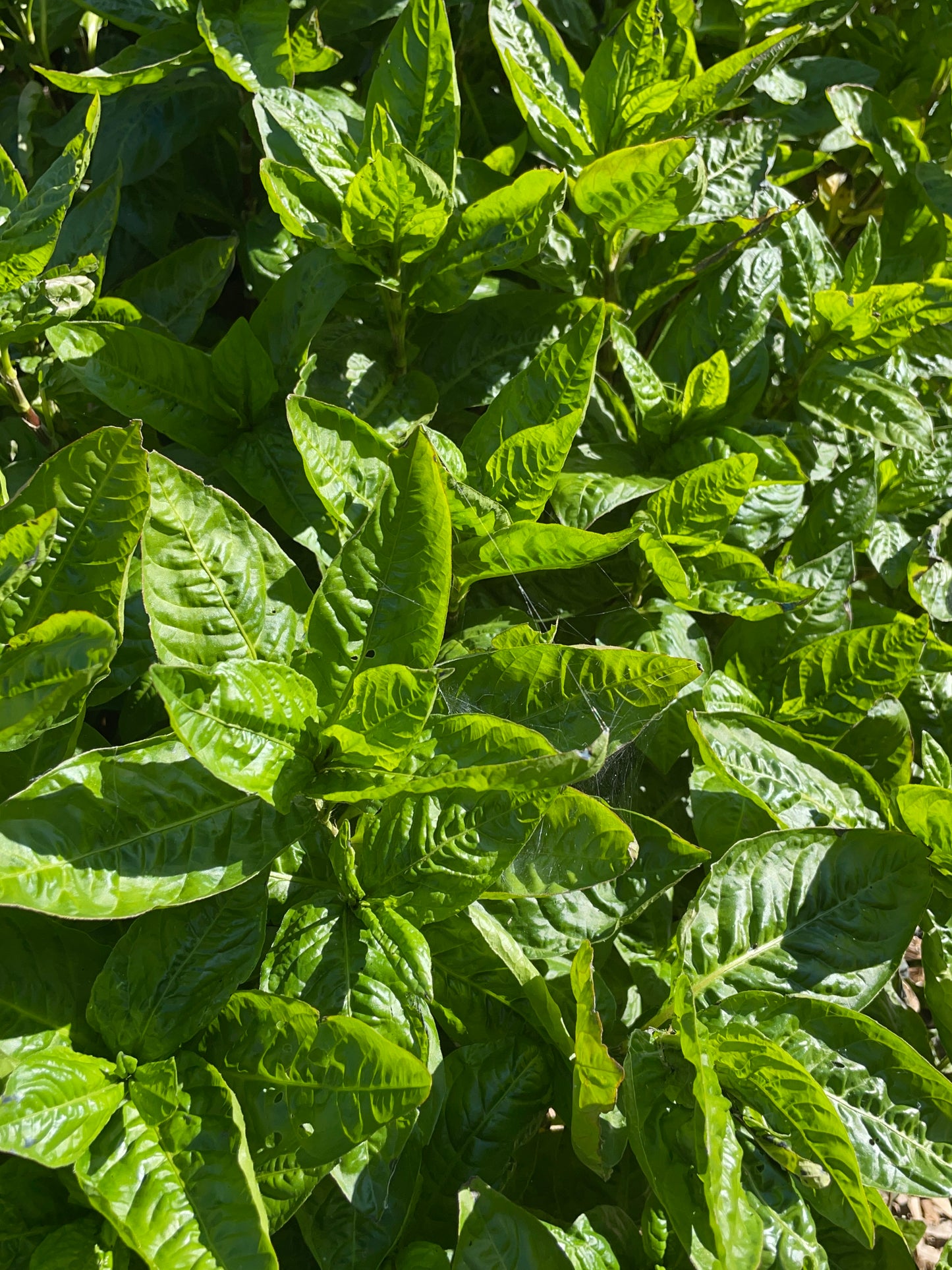 Japanese Indigo seedlings - pick up in Northern California - SOLD OUT