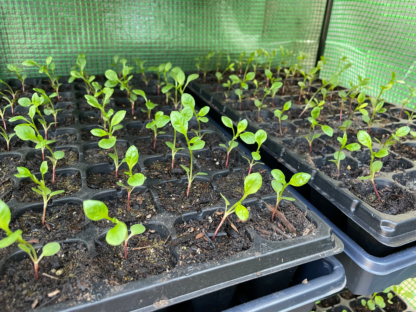 Japanese Indigo seedlings - pick up in Northern California - SOLD OUT