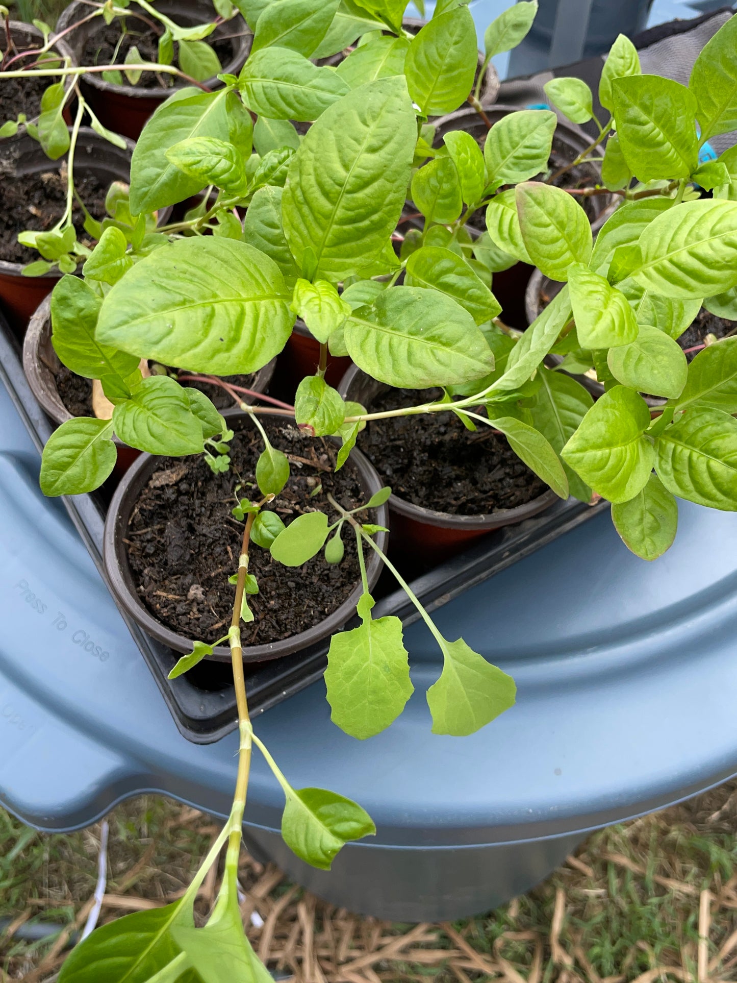 Japanese Indigo seedlings - pick up in Northern California - SOLD OUT