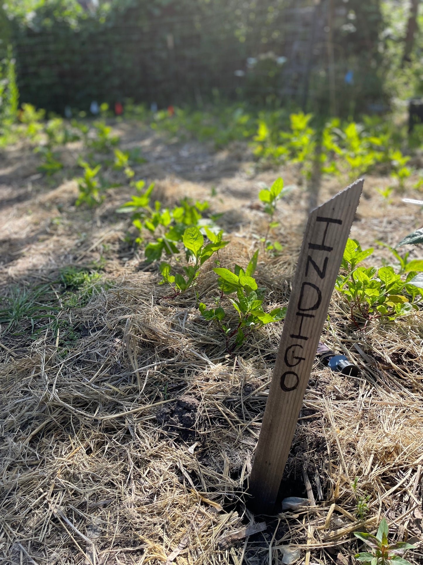 Japanese Indigo seedlings - pick up in Northern California - SOLD OUT