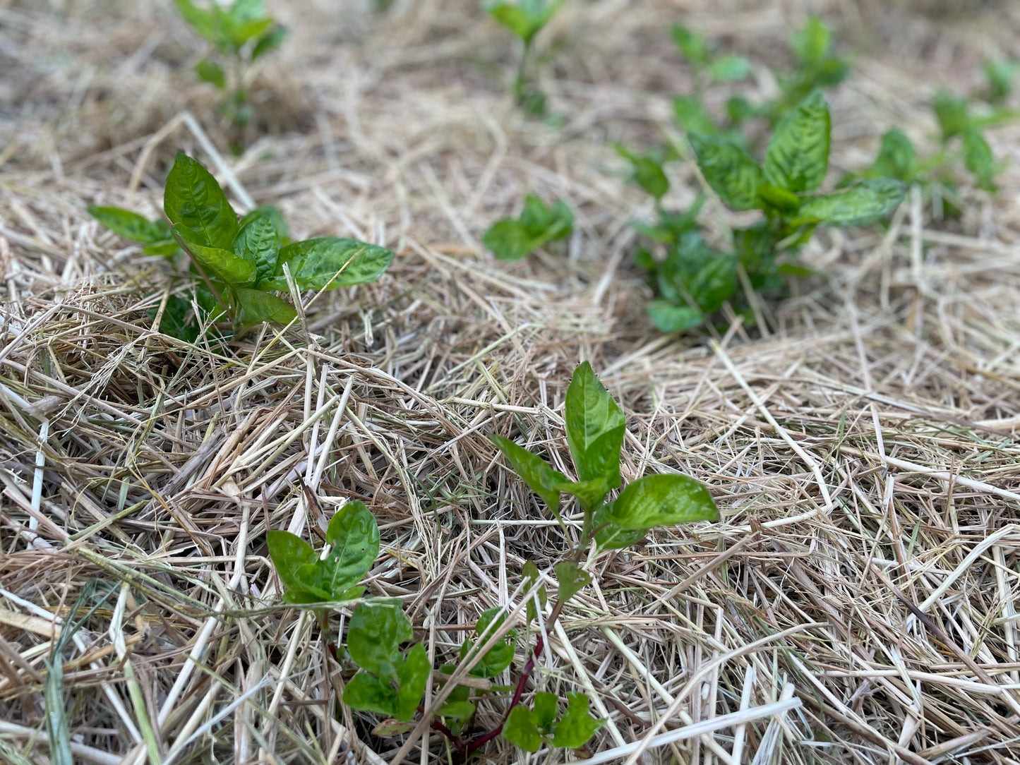 Japanese Indigo seedlings - pick up in Northern California - SOLD OUT