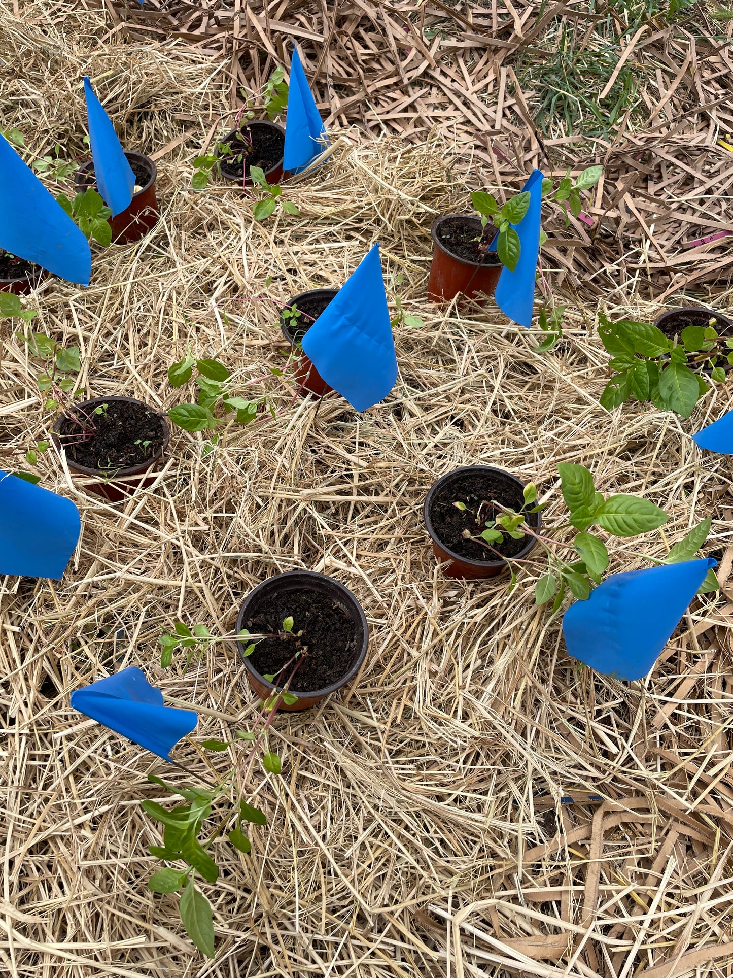 Japanese Indigo seedlings - pick up in Northern California - SOLD OUT