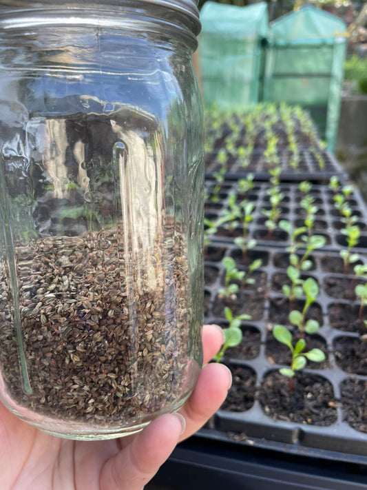 JAPANESE INDIGO Seeds